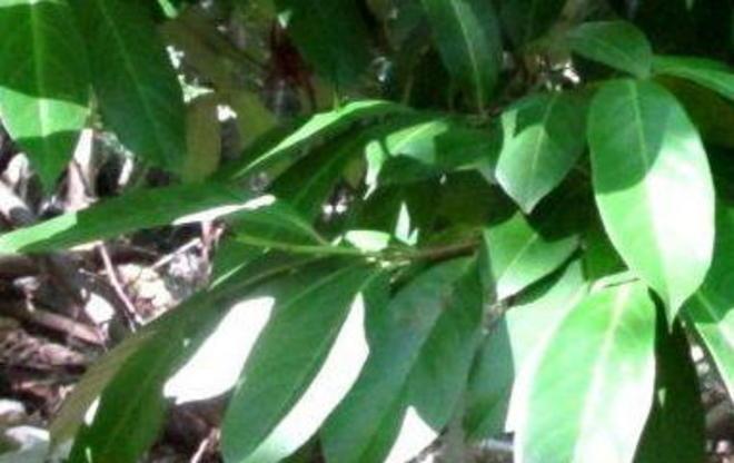 Pianta esotica sul Monte Capanne 