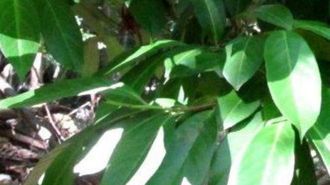 Pianta esotica sul Monte Capanne