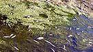 Carloforte, moria di pesci nello stagno di Punta Nera 