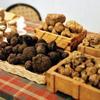 Tartufai, la speranza adesso si chiama Poppea 