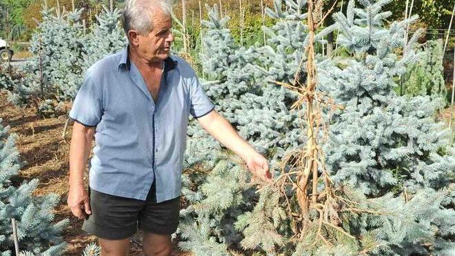 Vivaio devastato dai cinghiali