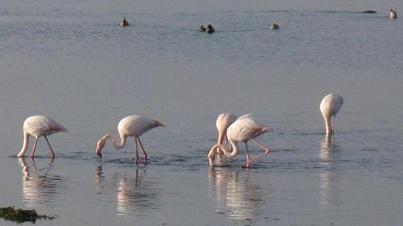 «Siccità, animali in crisi No alla preapertura»