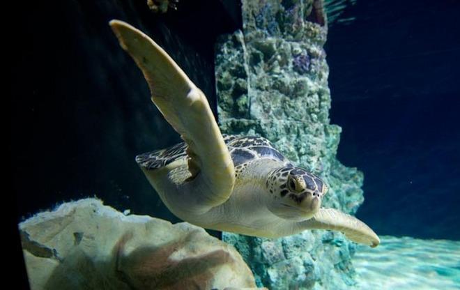 Acquario, cambia l’orario (ma resta il polpo-mascotte) 