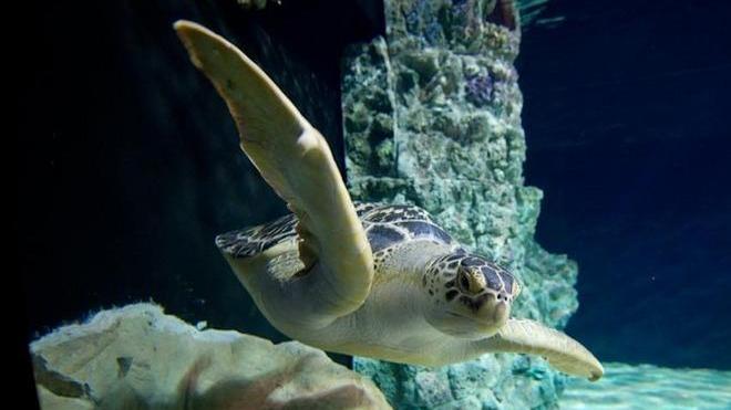 Acquario, cambia l’orario (ma resta il polpo-mascotte)