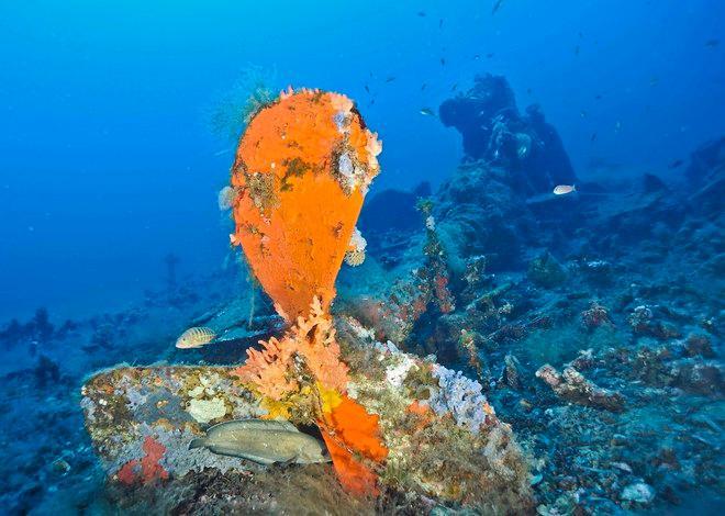 Tavolara, scoperto il relitto dei misteri 