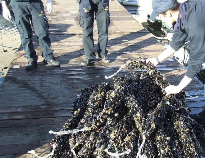 Olbia, rubate 13 tonnellate di cozze alla diossina 
