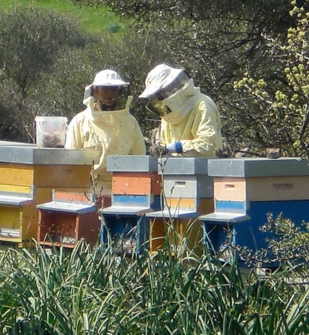 Miele sardo, crollo dell'80 per cento della produzione