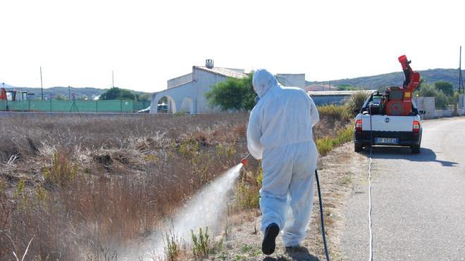Febbre del Nilo, il virus si è diffuso in tutta la Sardegna