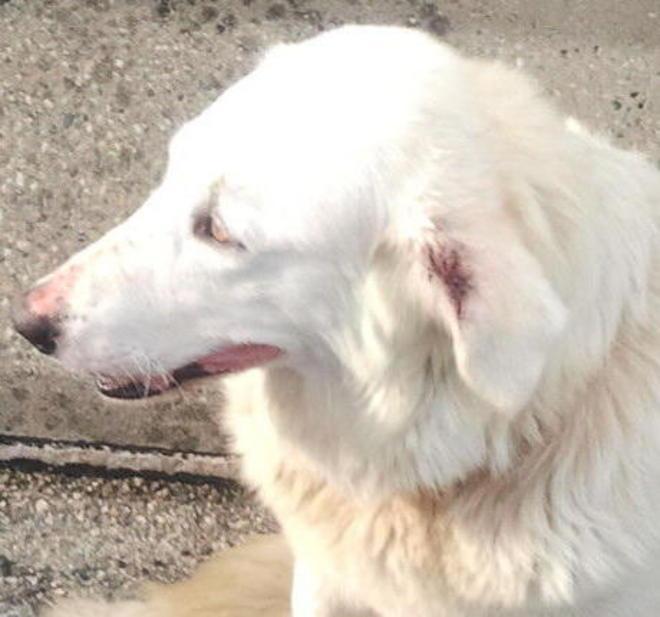 Questo cane non è cartaccia&nbsp; 