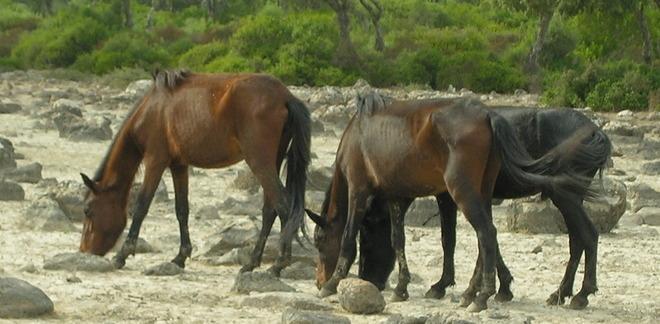 Gesturi, tra cavallini e bovini la partita della vita 