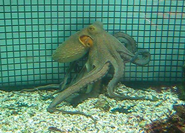 Ecco Octopus, robot polpo subacqueo 
