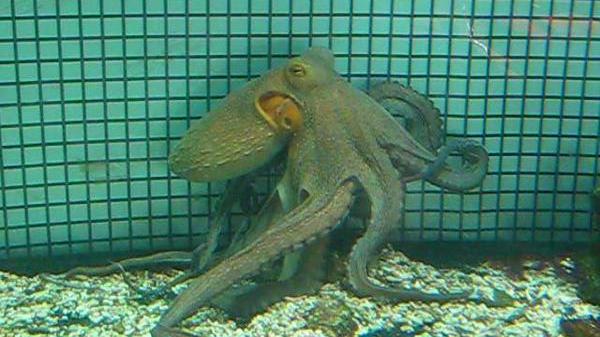 Ecco Octopus, robot polpo subacqueo