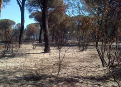 Con Terramare operazione Pineta pulita 