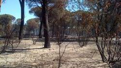 Con Terramare operazione Pineta pulita