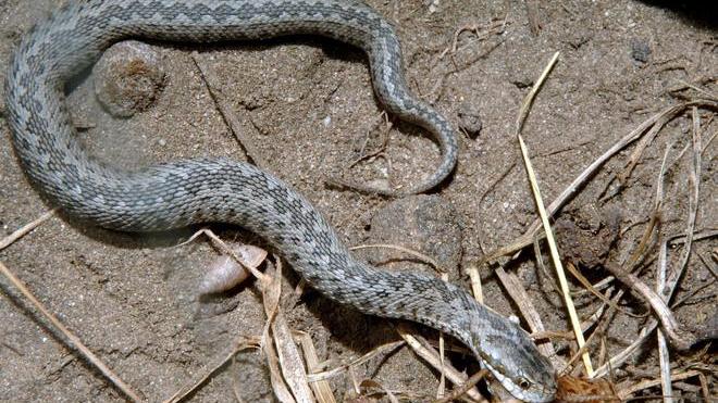 Uomo morso da una vipera a Vernio: salvato dall’antidoto