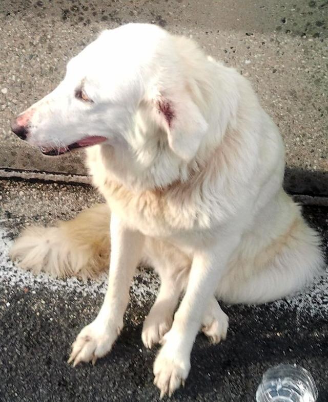 Fauglia, il cane gettato dall'auto&nbsp;non si trova 