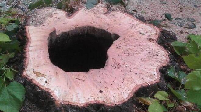 Abbattuti altri due tigli in via Mayer Il Comune: «Erano malati»