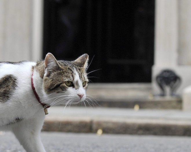 Investe un gatto e se ne va, rischia una maxi multa 