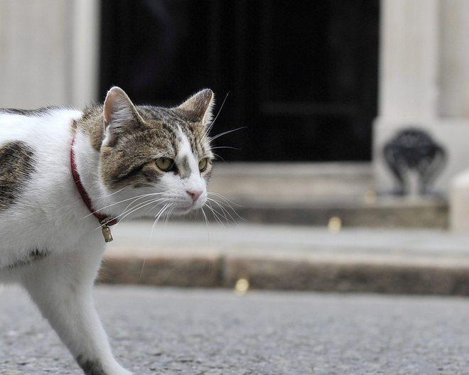Investe un gatto e se ne va, rischia una maxi multa 