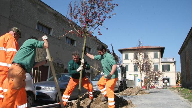 Da Castelnuovo, gli alberi per Aulla