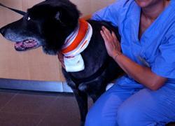 A Massa la prima ambulanza per animali domestici 