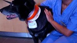 A Massa la prima ambulanza per animali domestici