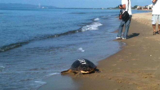 Lori la tartaruga è tornata libera