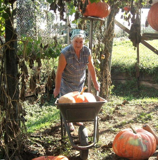 Uva e zucche da record a Battilana