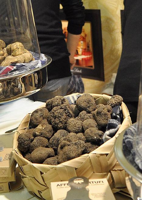 Tartufo quanto costi? Massimo 300 euro