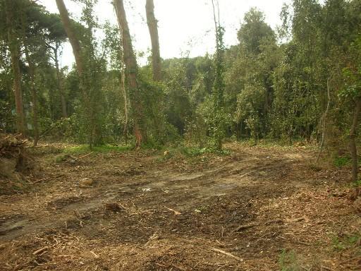Fungaiola si perde nel bosco, ritrovata dopo quattro ore 