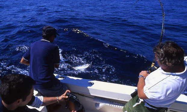 Gara di pesca a traina con Sampei 