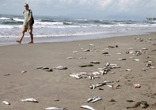 I pesci morti del Motrone sono arrivati in spiaggia