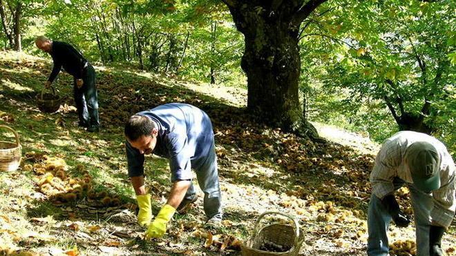 Castagne, raccolta scarsa ma farina di ottima qualità