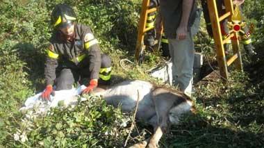 Cerva cade in un fosso, recuperata dai vigili del fuoco