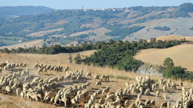 Pastorizia sul baratro, appello alla Regione