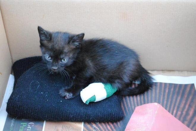 Lanciano una gattina dall'auto verso l’Arno 
