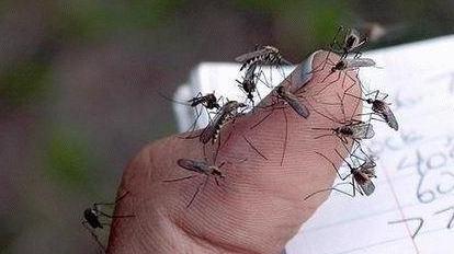 Anche un campione di insetti positivo al virus del Nilo