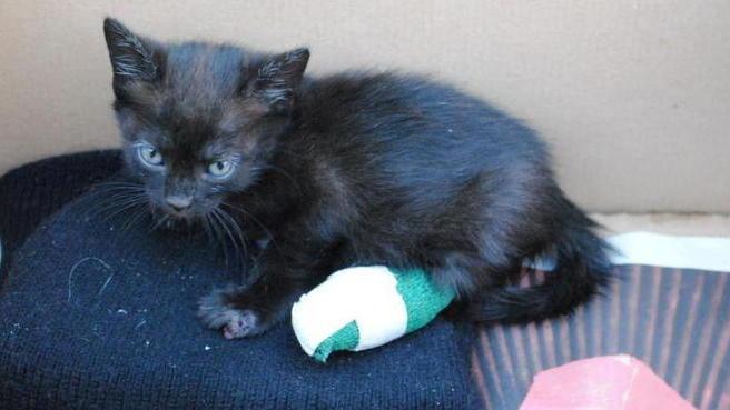 Lanciano una gattina dall’auto