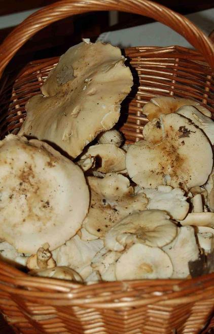 Via al servizio di riconoscimento dei funghi 