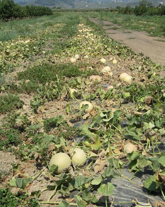 Agricoltura: 19 milioni di danni 