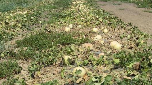 Agricoltura: 19 milioni di danni