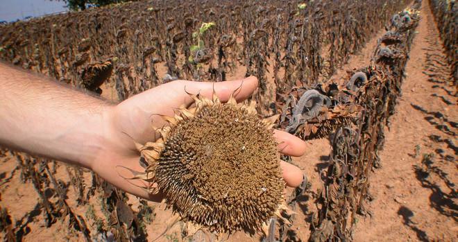 Siccità, 19 milioni di danni Agricoltura in grave crisi 