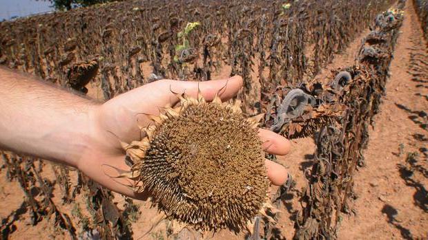 Siccità, 19 milioni di danni Agricoltura in grave crisi
