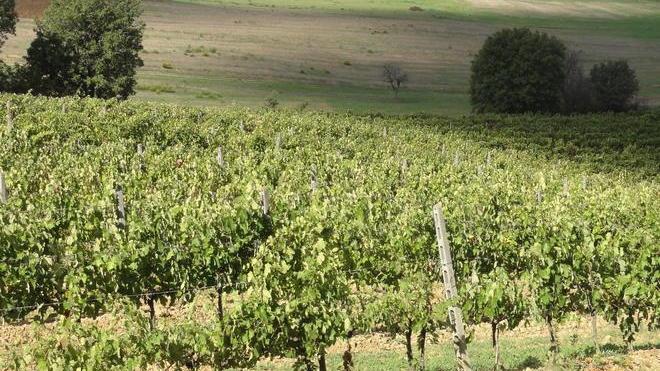 Vendemmia 2012: buona nonostante la siccità