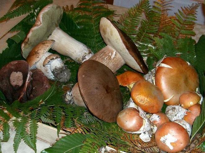 Un pedaggio per i funghi la proposta per l’Amiata 