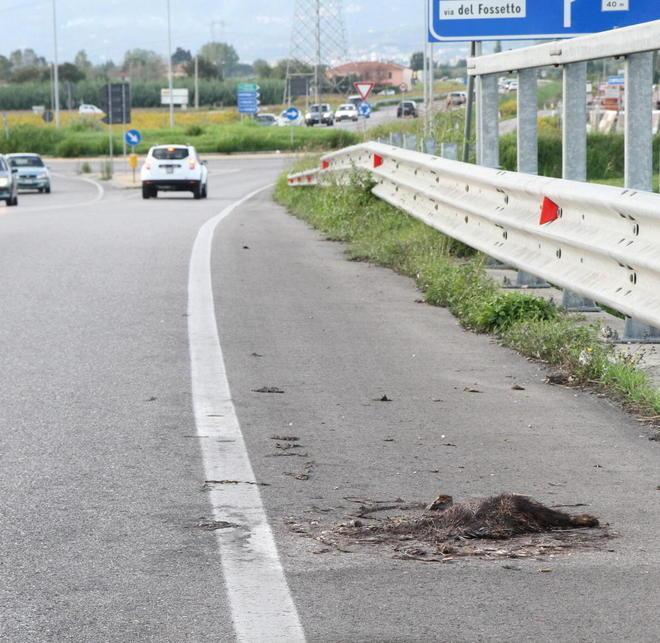 Carcassa sul ponte ma nessuno la rimuove