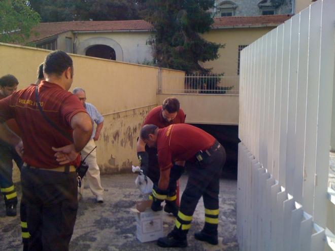 Serpente catturato dai vigili del fuoco in centro 