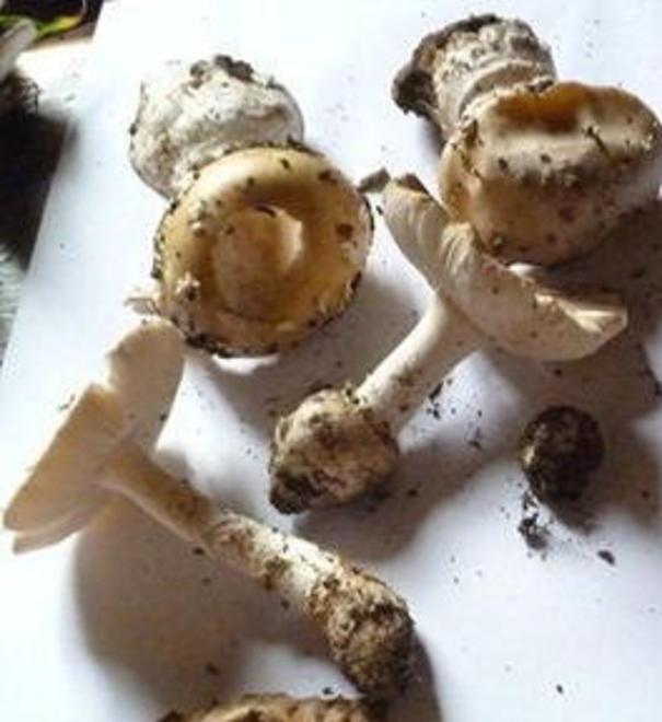 A caccia di funghi, sì ma con la patente 