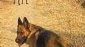 Cani avvelenati, è caccia alle esche