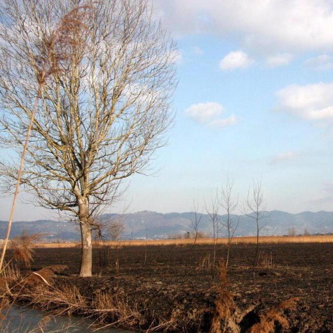 Incendi in Padule ignorati nel resoconto provinciale 